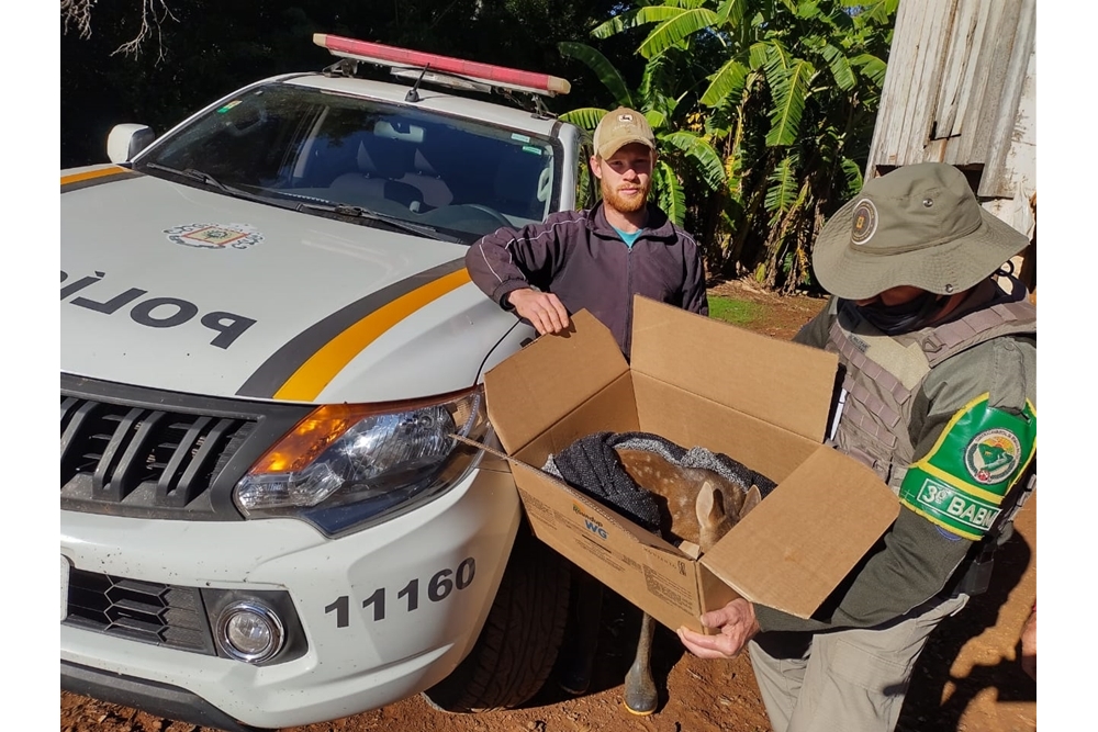 Polícia Ambiental de Nonoai realiza resgate de filhote de veado no interior de Cruzaltense